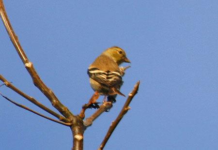 1207-American Goldfinch03-450