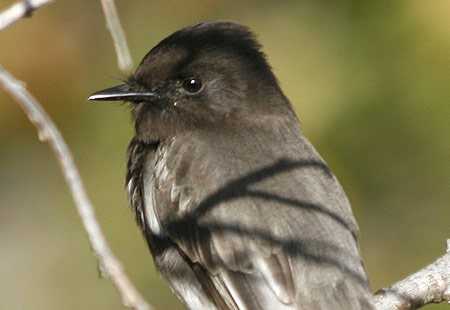 1207-Black Phoebe-450A