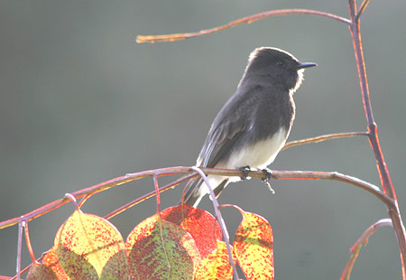 1207-Black Phoebe2-450B