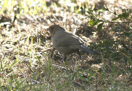 1207-Brown Bird01-450