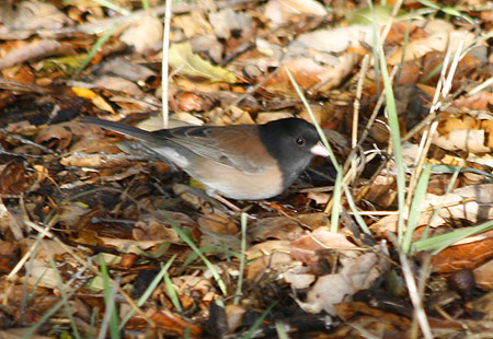 1207-Dark Eyed Junco1-450