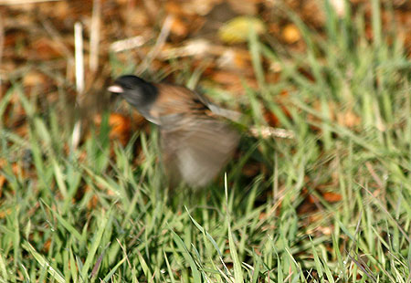 1207-Dark Eyed Junco2-450