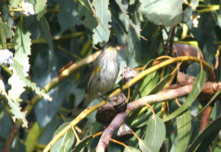 1207-Meadowlark Maybe-450