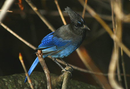 1207-Stelljay02-450