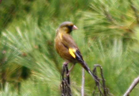 Goldfinch06-450