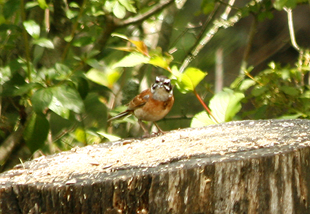 Meadowbunting03-450