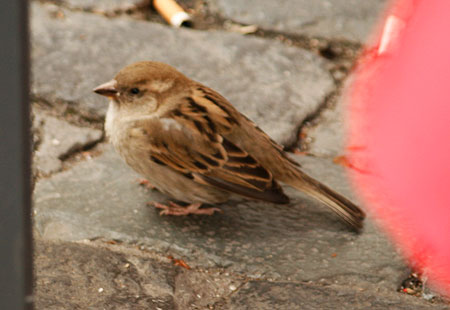 Mayor Sparrow-1