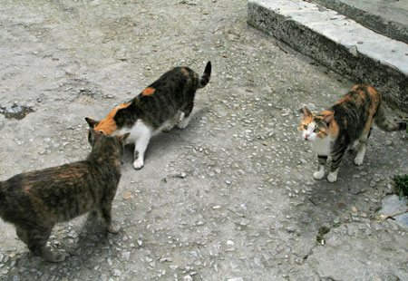 Acrop-Cats01