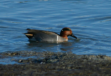 Green-Winged Teal 01
