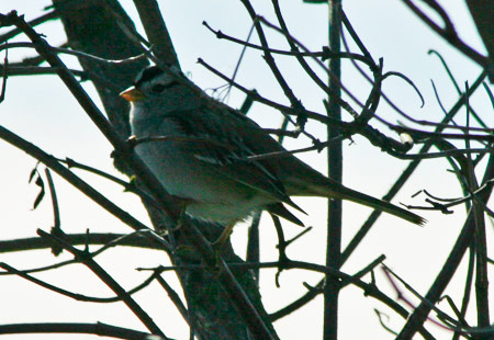 White-Crowned Sparrow 01