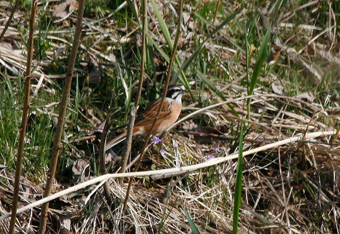 Meadowbunting01